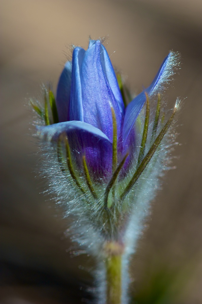 Pasque Flower